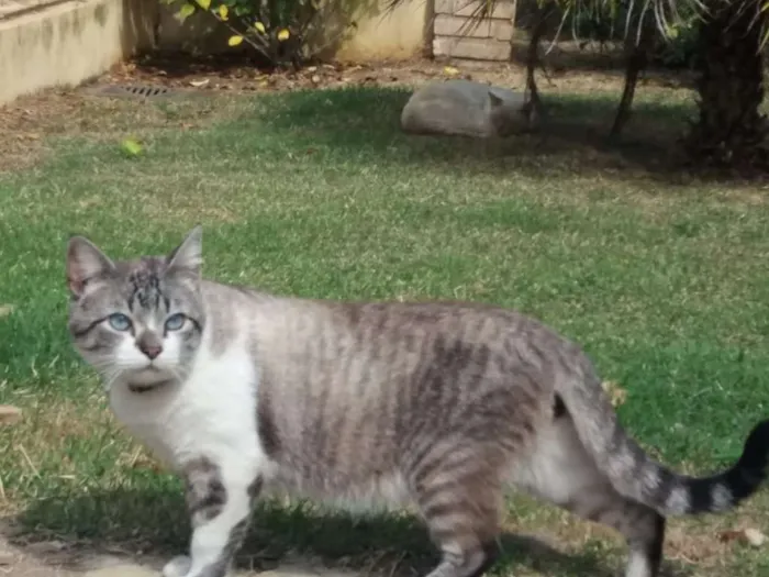Gato ra a SRD idade 4 anos nome Derik