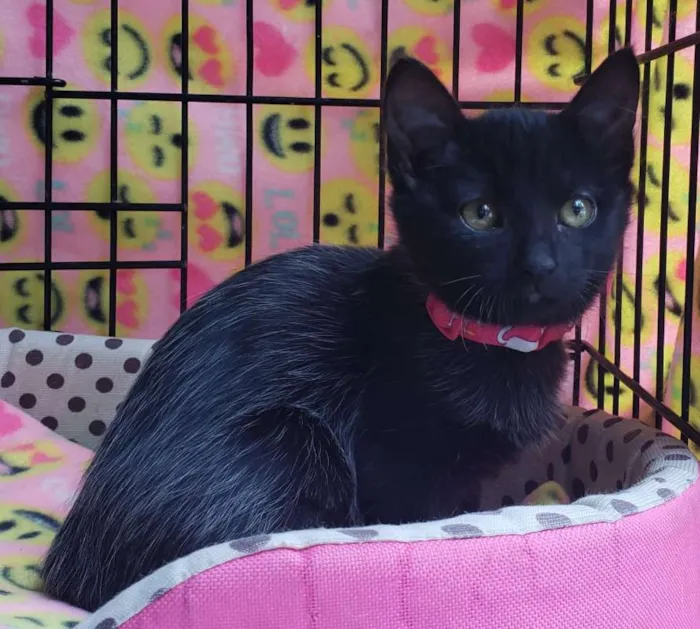 Gato ra a  idade 2 a 6 meses nome Carlota