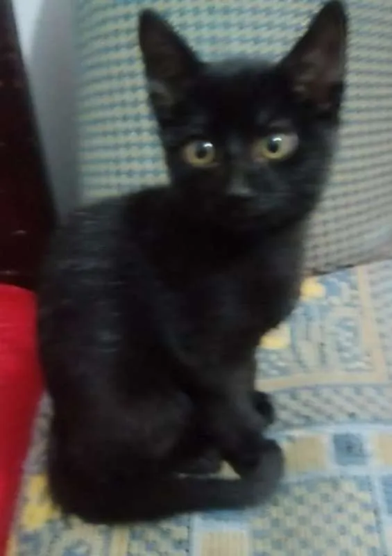 Gato ra a  idade 2 a 6 meses nome Obama