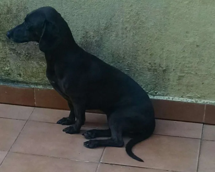 Cachorro ra a Srd idade 5 anos nome Galega
