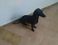Galega