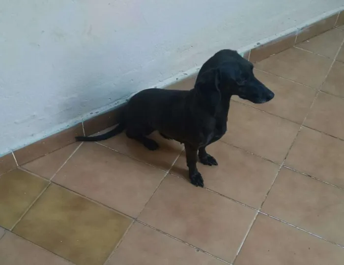 Cachorro ra a Srd idade 5 anos nome Galega