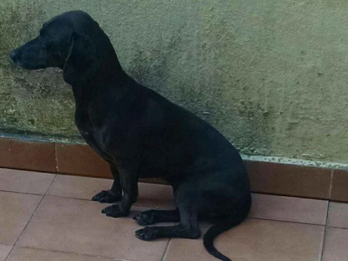 Cachorro ra a Srd idade 5 anos nome Galega