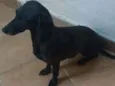 Galega