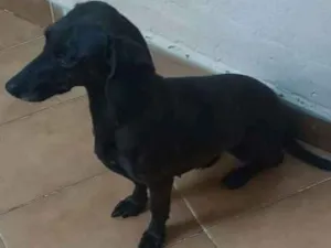 Cachorro raça Srd idade 5 anos nome Galega