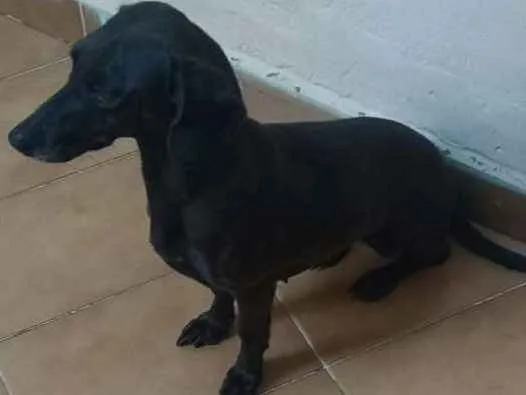 Cachorro ra a Srd idade 5 anos nome Galega