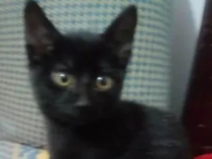 Gato raça  idade 2 a 6 meses nome Obama