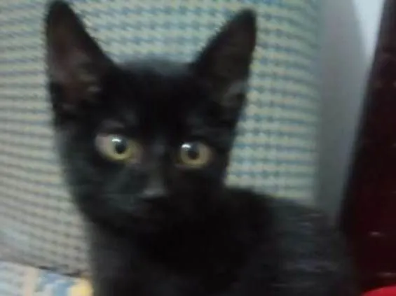 Gato ra a  idade 2 a 6 meses nome Obama