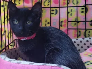Gato raça  idade 2 a 6 meses nome Carlota