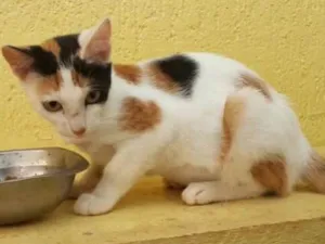 Gato raça srd idade 2 a 6 meses nome Gigi
