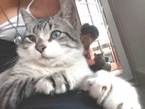 Gato raça SRD idade 4 anos nome Derik
