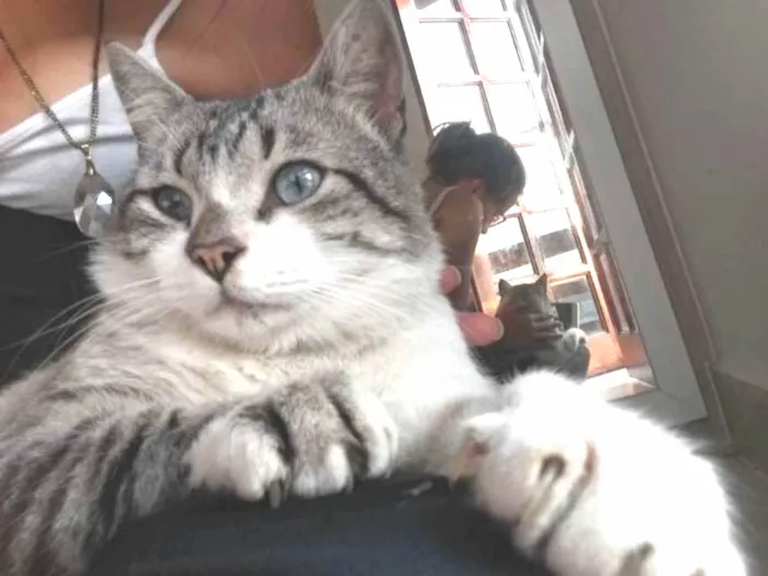 Gato ra a SRD idade 4 anos nome Derik