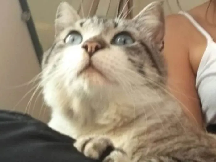 Gato ra a SRD idade 4 anos nome Derik