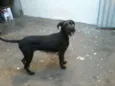 Balu