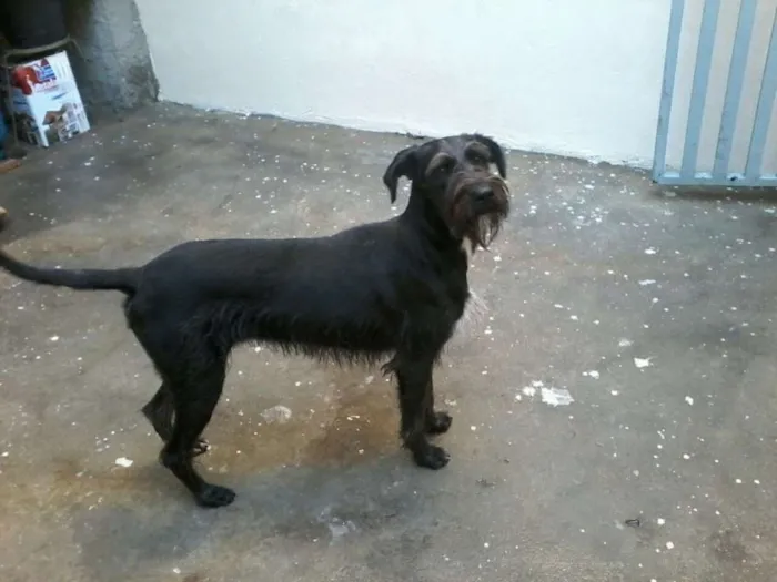 Cachorro ra a srd idade 1 ano nome Balu