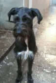 Balu