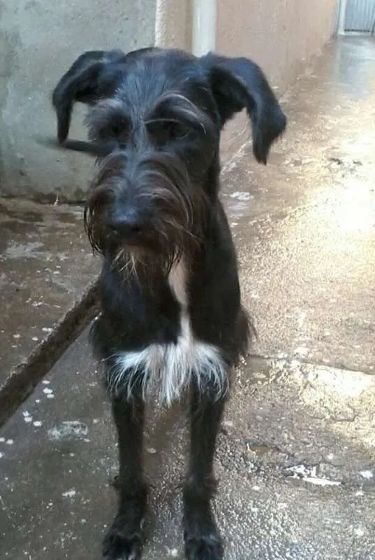 Cachorro ra a srd idade 1 ano nome Balu