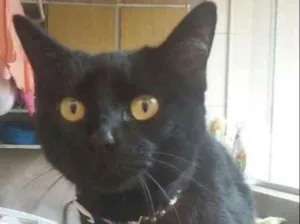 Gato raça srd idade 2 anos nome Valentino