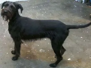 Cachorro raça srd idade 1 ano nome Balu