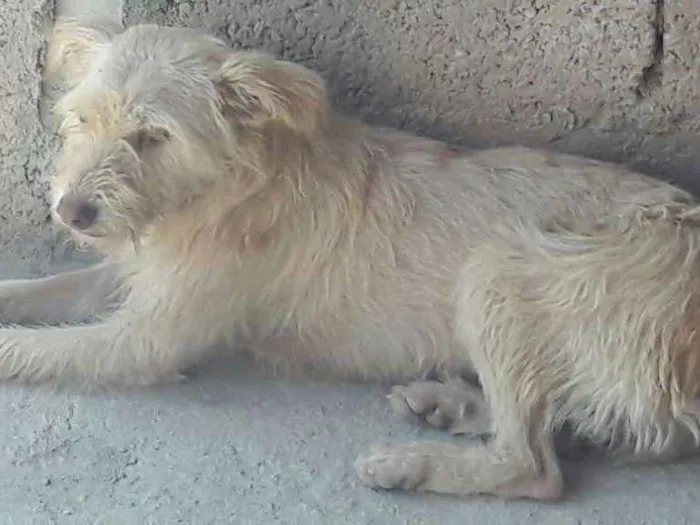 Cachorro ra a srd idade 1 ano nome Safira 