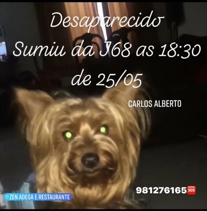 Cachorro ra a Yorkshire  idade 2 anos nome Carlos Alberto