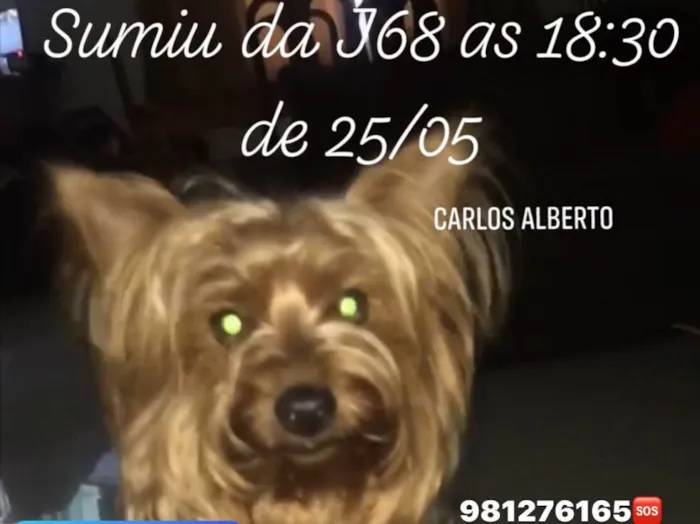 Cachorro ra a Yorkshire  idade 2 anos nome Carlos Alberto