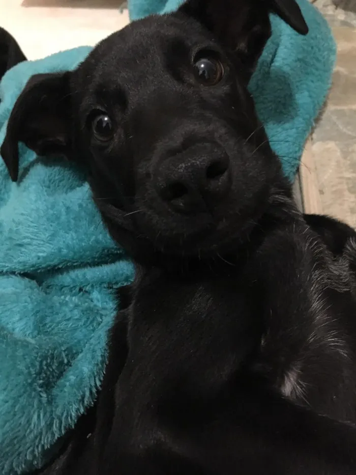 Cachorro ra a Vira lata  idade 2 a 6 meses nome Nazus