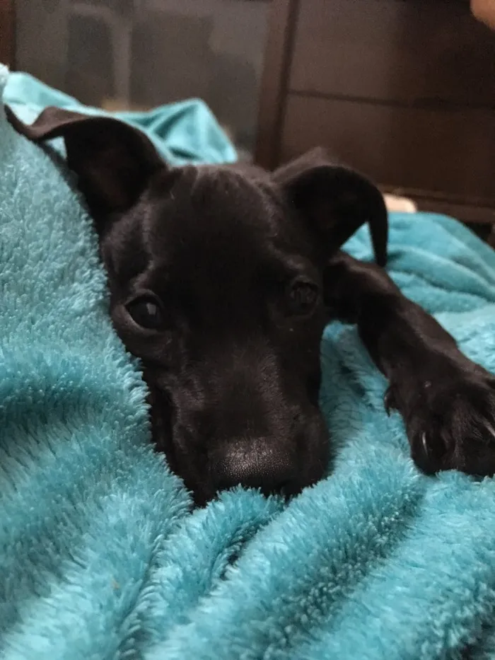 Cachorro ra a Vira lata  idade 2 a 6 meses nome Nazus