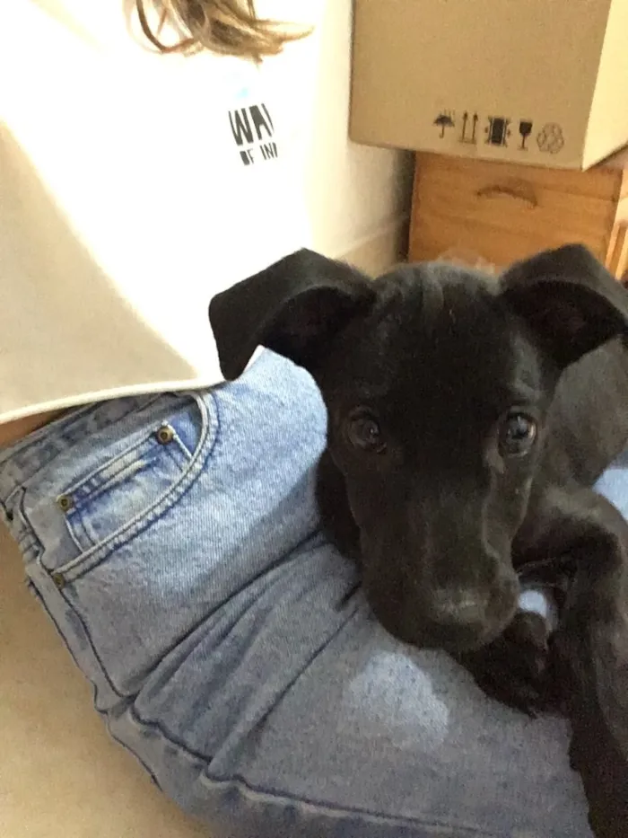 Cachorro ra a Vira lata  idade 2 a 6 meses nome Nazus