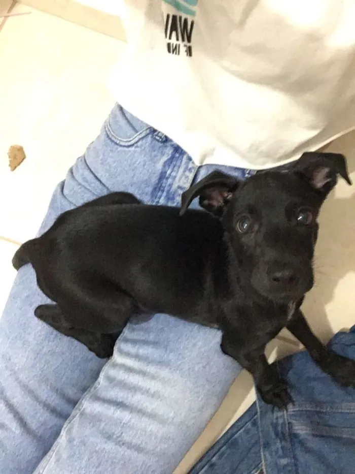 Cachorro ra a Vira lata  idade 2 a 6 meses nome Nazus