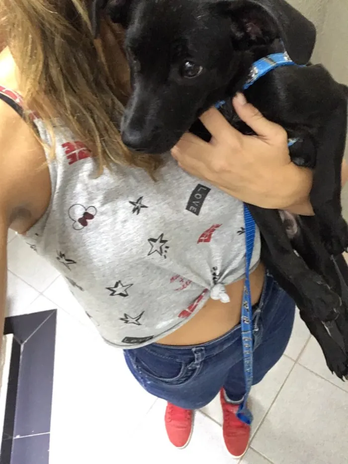 Cachorro ra a Vira lata  idade 2 a 6 meses nome Nazus