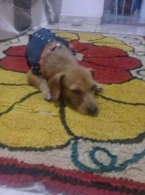 Cachorro raça vira lata  idade 1 ano nome lilica 