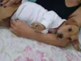 lilica 