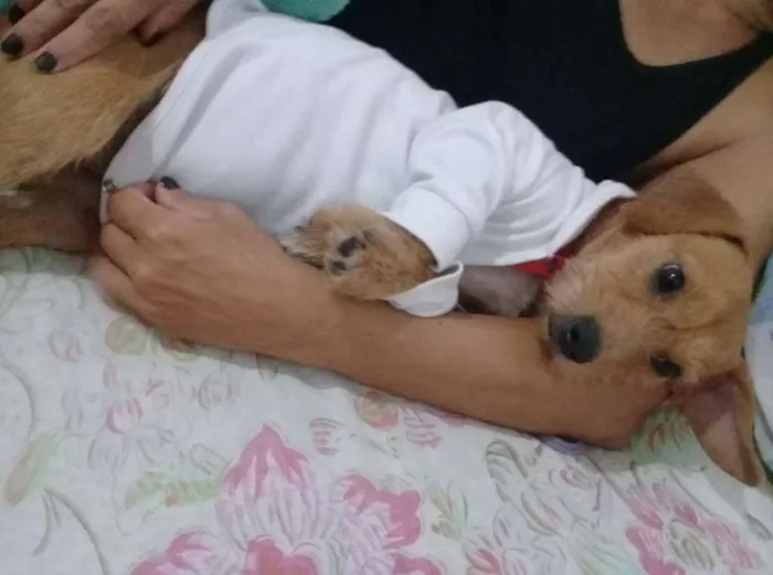 Cachorro raça vira lata  idade 1 ano nome lilica 