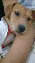 lilica 