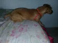 lilica 