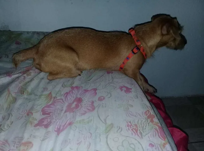 Cachorro raça vira lata  idade 1 ano nome lilica 