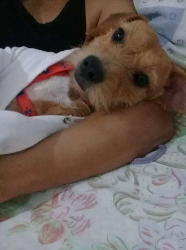 Cachorro raça vira lata  idade 1 ano nome lilica 