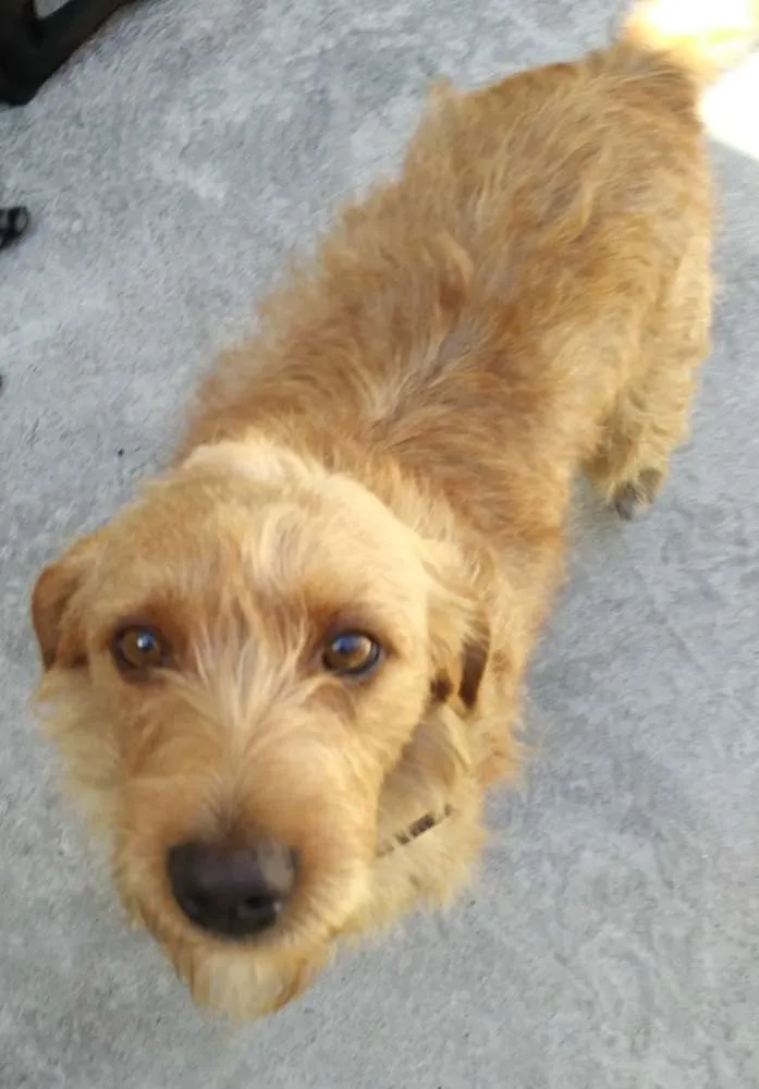 Cachorro ra a SRD idade 2 anos nome Max