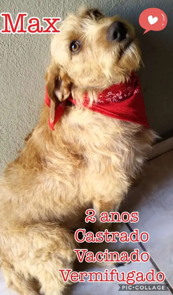 Cachorro ra a SRD idade 2 anos nome Max
