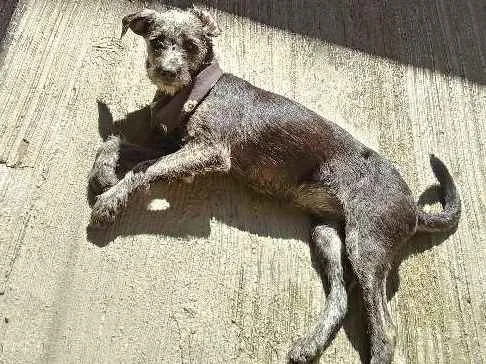 Cachorro ra a SRD idade 7 a 11 meses nome Milla