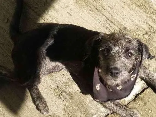 Cachorro ra a SRD idade 7 a 11 meses nome Milla