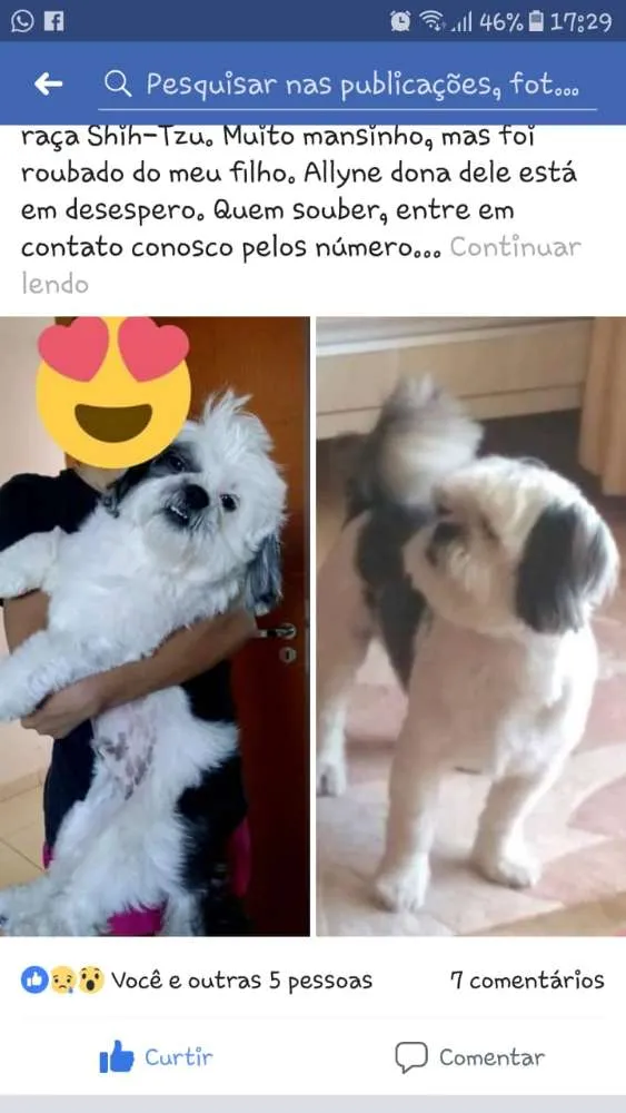 Cachorro ra a Shih-Tzu idade 4 anos nome Bily