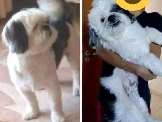 Cachorro ra a Shih-Tzu idade 4 anos nome Bily