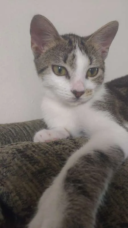 Gato ra a Indeterminada idade 2 a 6 meses nome Willow