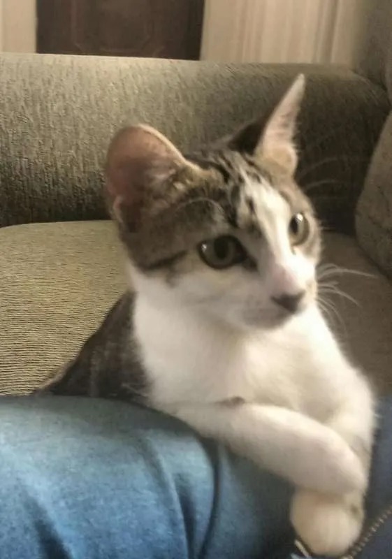 Gato ra a Indeterminada idade 2 a 6 meses nome Willow