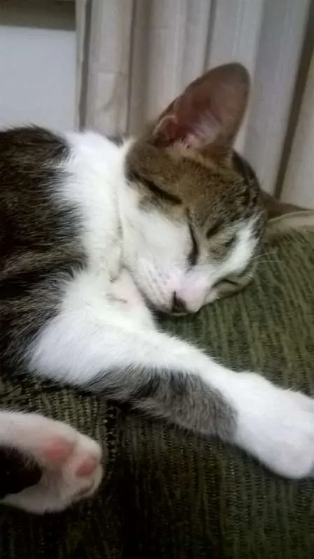 Gato ra a Indeterminada idade 2 a 6 meses nome Willow