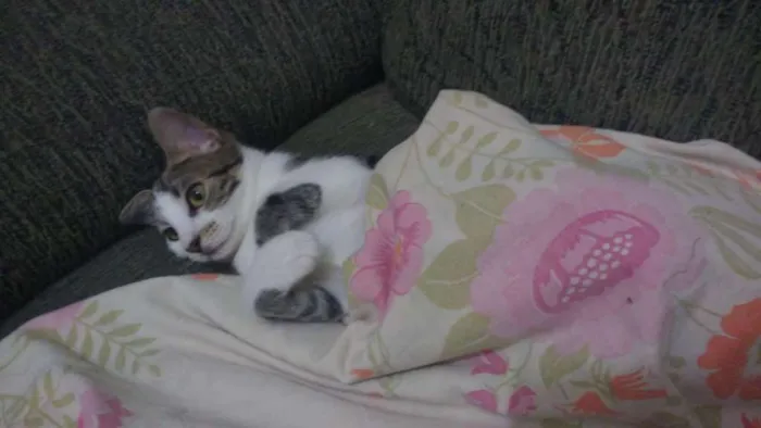 Gato ra a Indeterminada idade 2 a 6 meses nome Willow