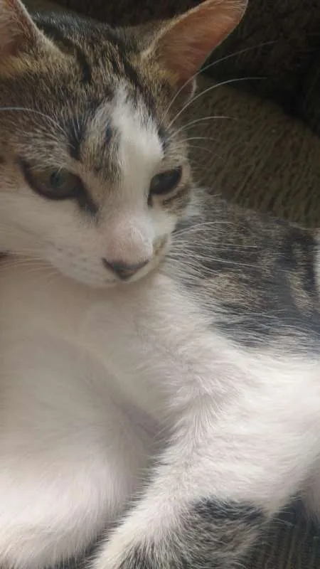 Gato ra a Indeterminada idade 2 a 6 meses nome Willow