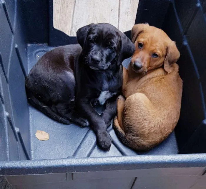 Cachorro ra a Nenhuma  idade Abaixo de 2 meses nome Dom  e Moinhos
